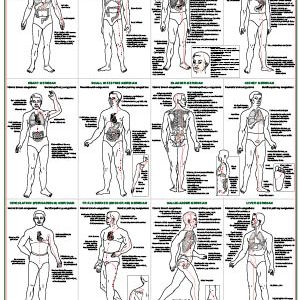 Reflexology Meridians Chart