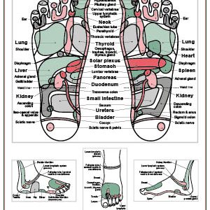 Inge Dougans Reflexology Chart