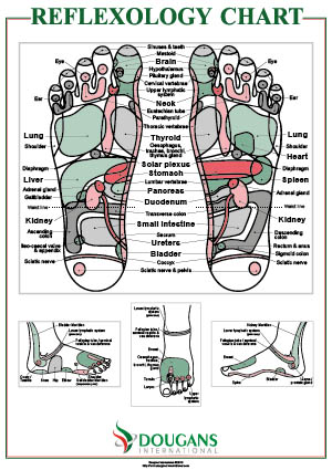 Inge Dougans Reflexology Chart