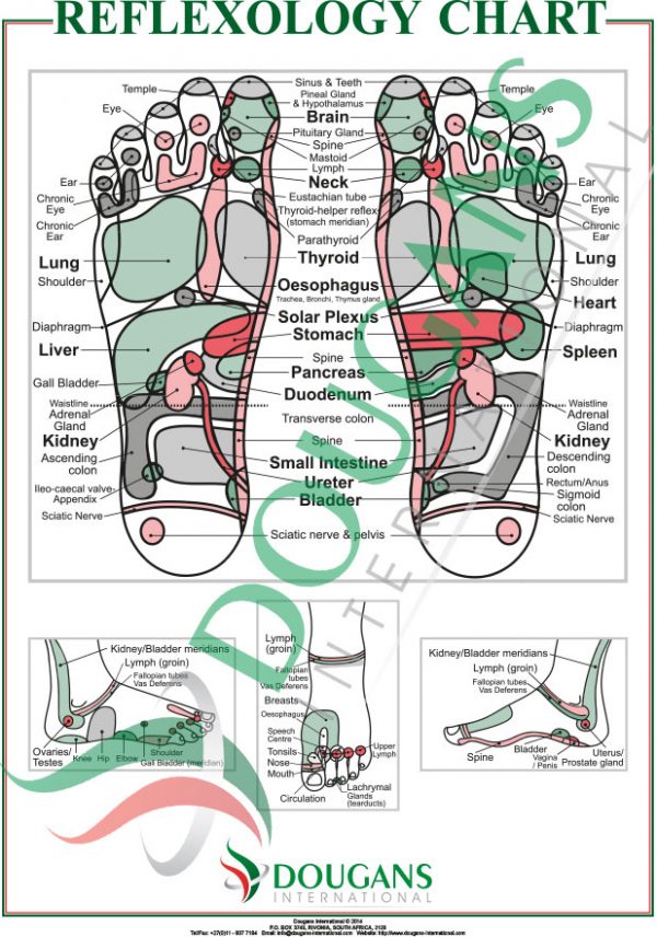 A1 Reflexology Chart - Image 2