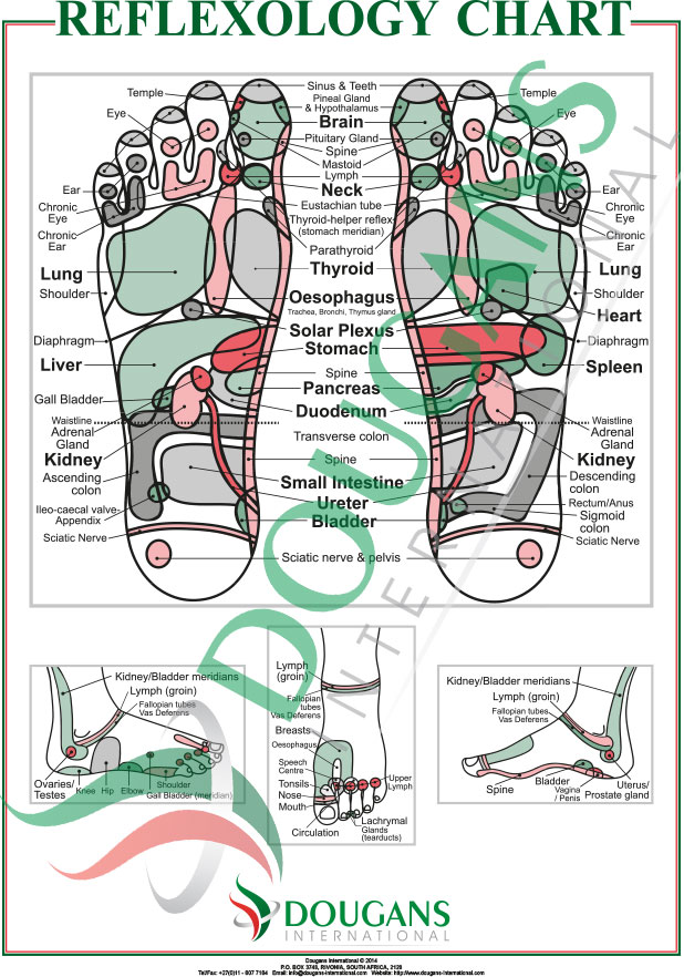 Inge Dougans Reflexology Chart